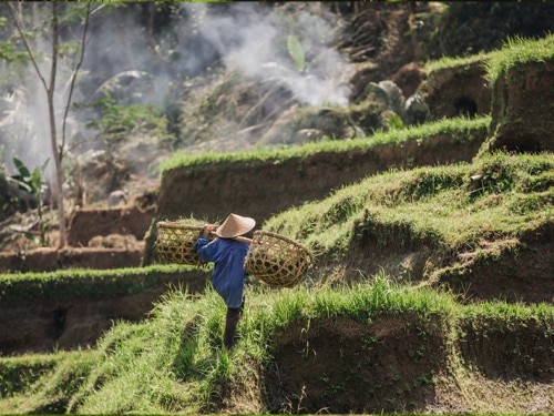 The Amazing JATILUWIH RICE TERRACES: Beauty and Bali’s Local Genius