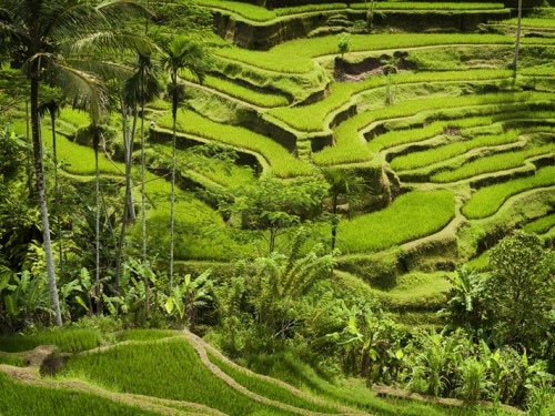驚人的JATILUWIH水稻梯田：美姿與巴厘島的當地天才