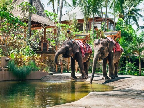 Lombok Elephant Park : a New Sanctuary for these Gentle Giants