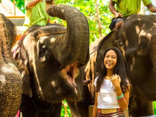 Lombok Elefantenpark: Eine neue Zuflucht für diese sanften Riesen