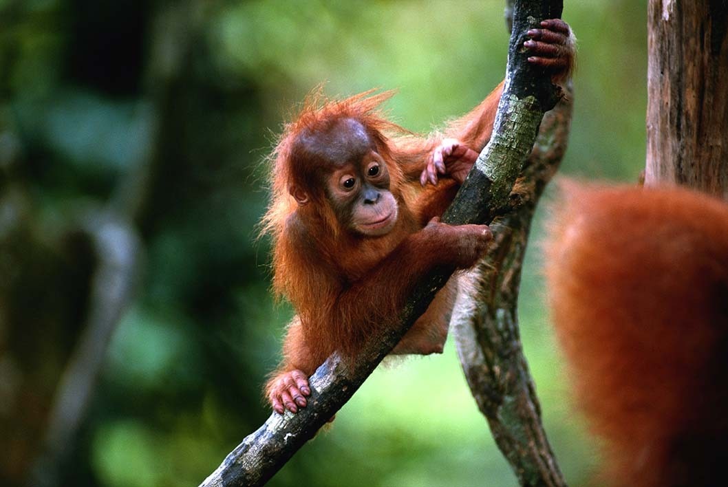 Nyaru Menteng: Kalimantan's Wildlife Sanctuary