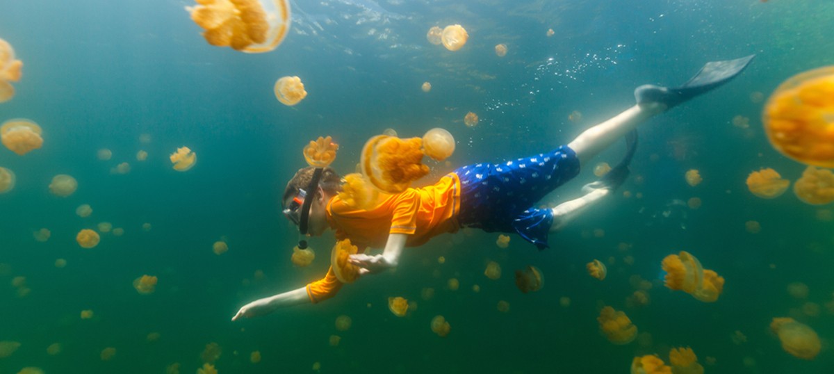 Kakaban Island: Swim with Stingless Jellyfish