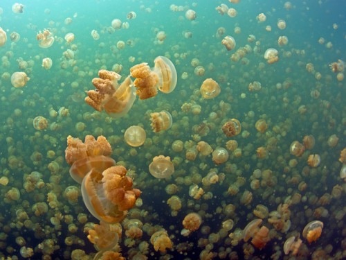 Kakaban Island: Come Swim among Stingless Jellyfish