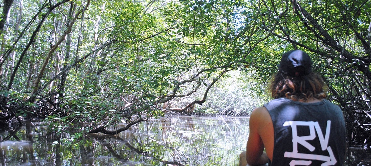 Surreal Sebung River Mangroves: Bintan's Natural Wonder