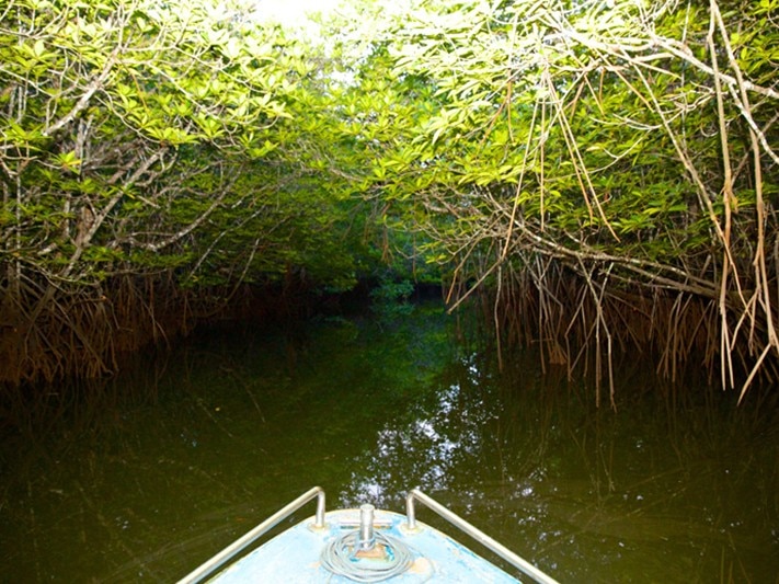 Journey into the Surreal Sebung River Mangrove Forests of Bintan