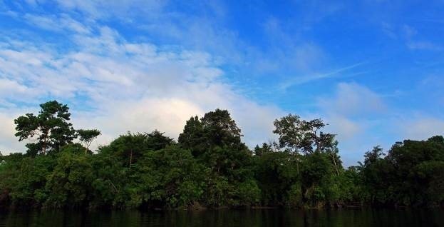 Kerumutan Forest Reserve: Borneo's Green Sanctuary