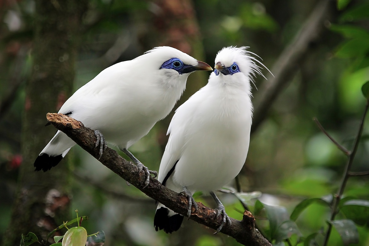 a couple of Bali Starlings