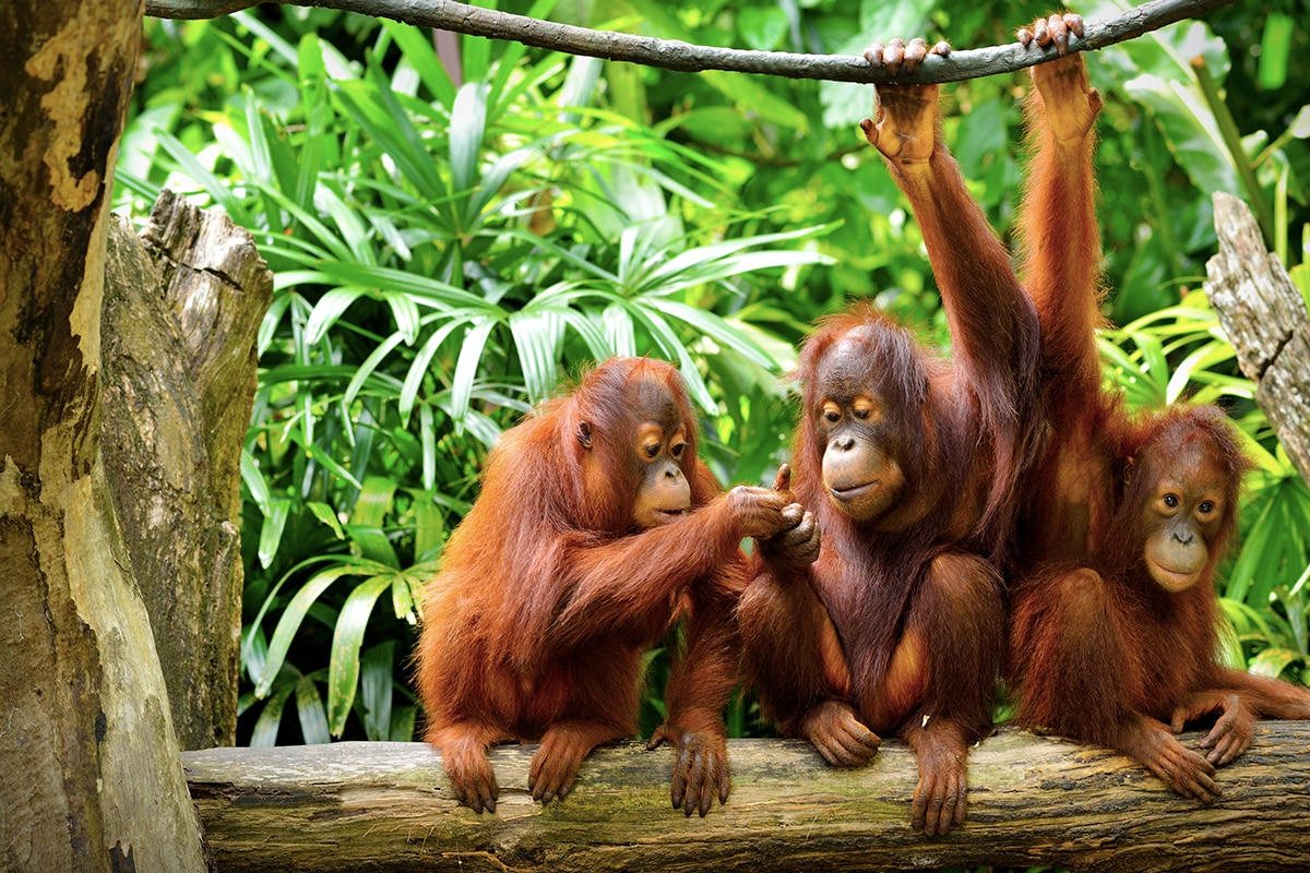 a group of Orangutans