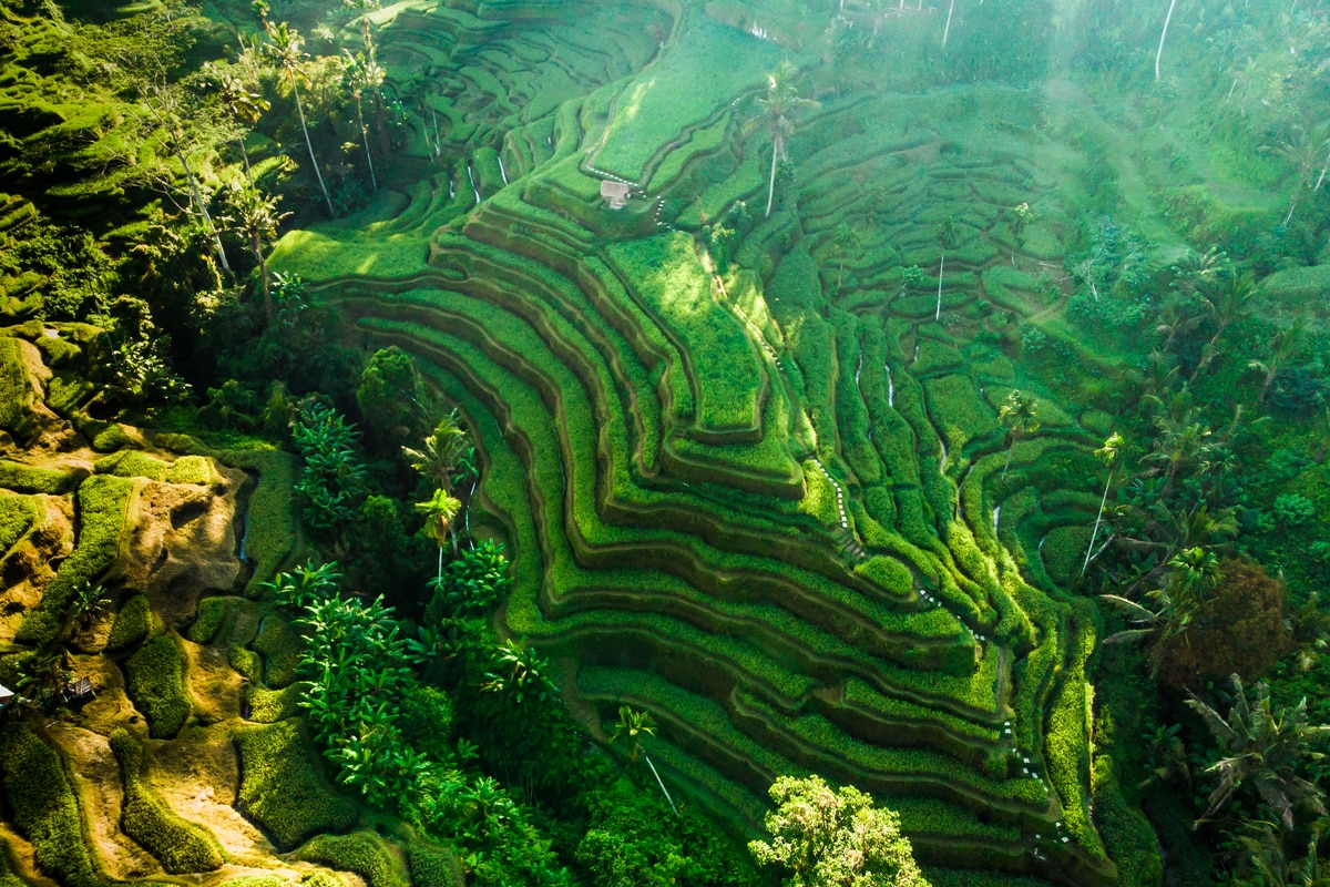 Serene lush landscape of rice fields in Tegallalang, Bali