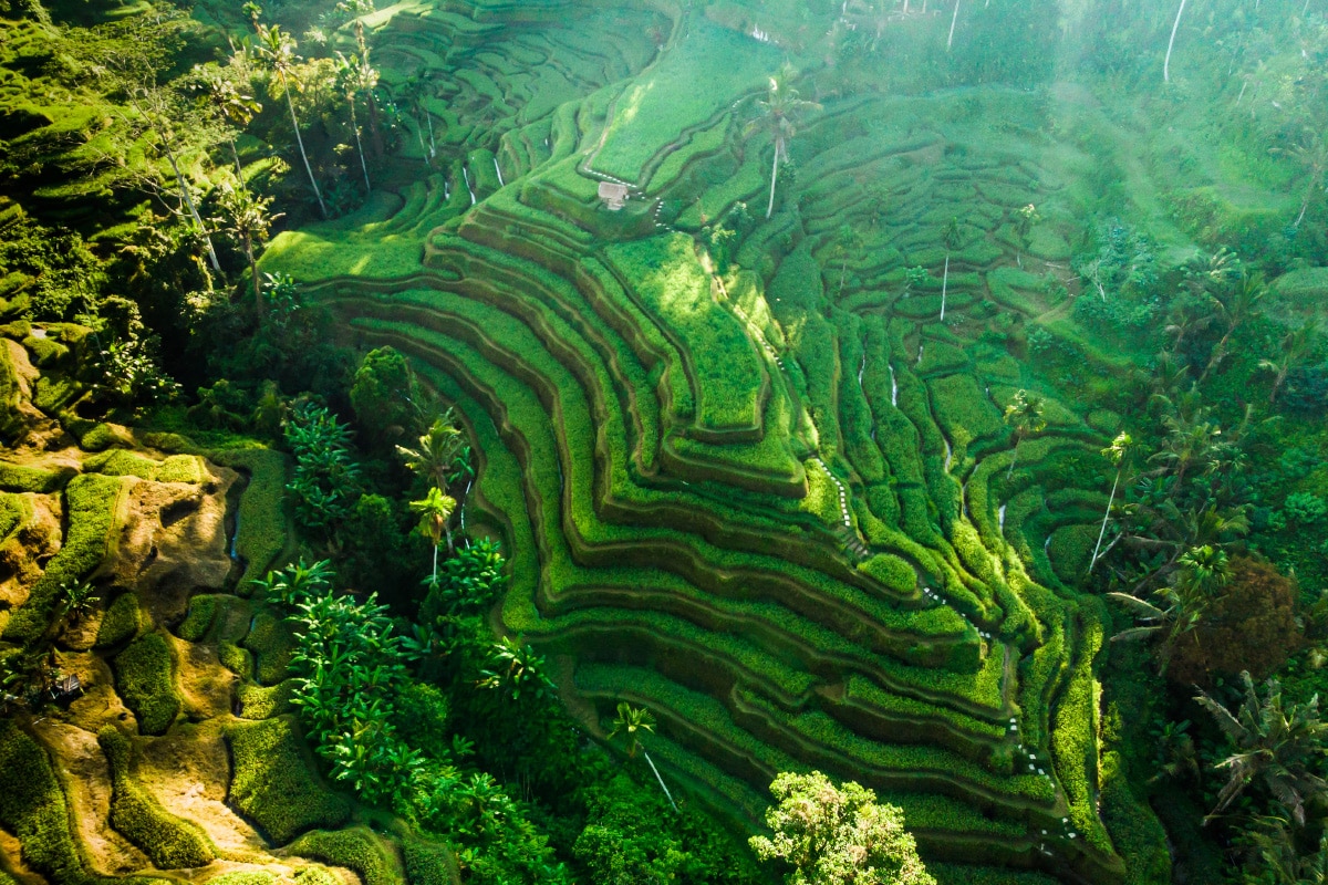 Tegallalang rice terraces