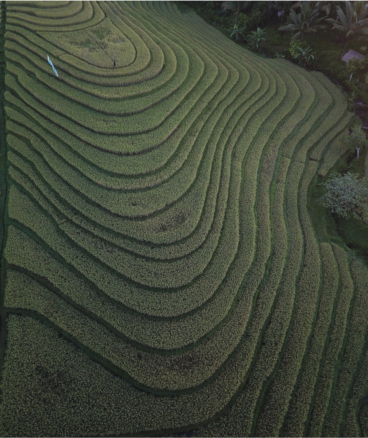 Sesandan village rice terraces