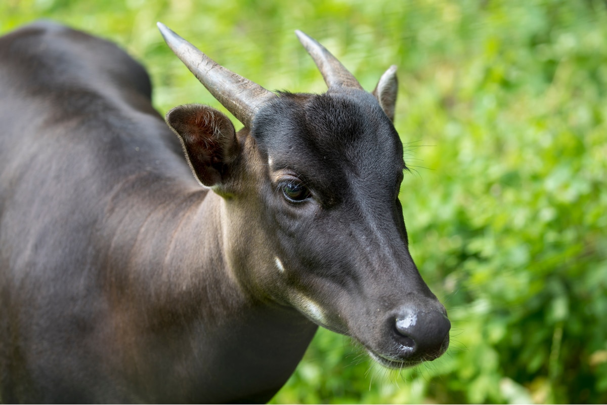 anoa in the natural habitat of Indonesia