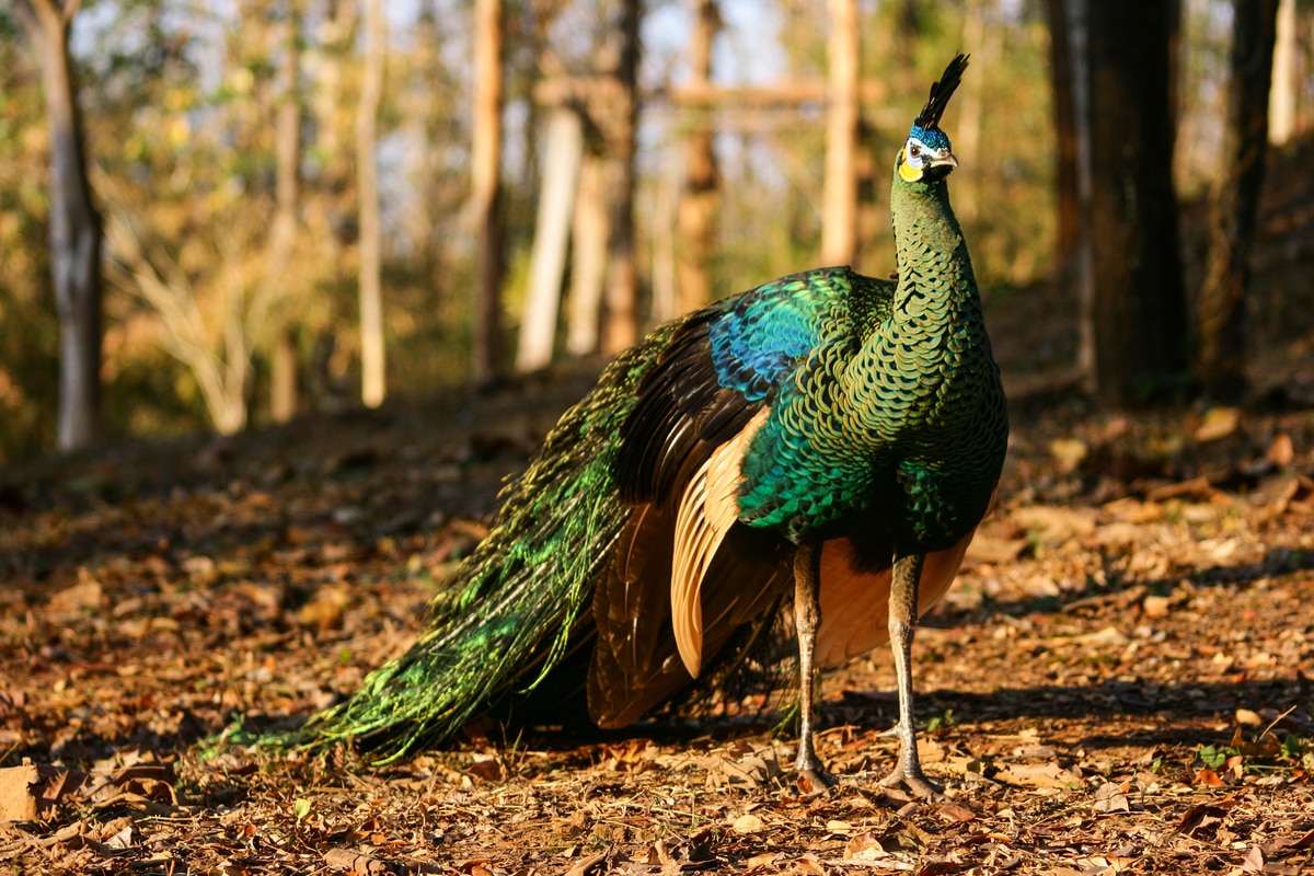 green peafowl in the middle of forest