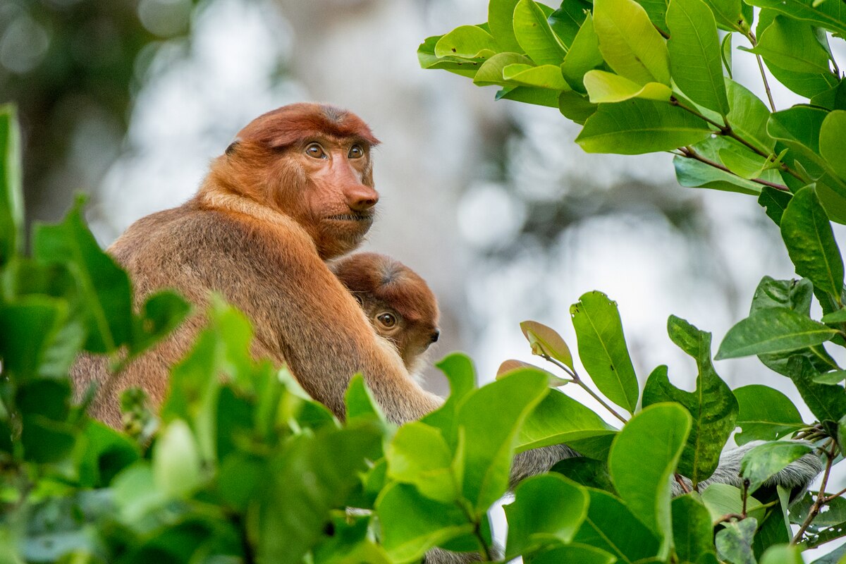 long-nosed monkeys in Rainforest of Indonesia