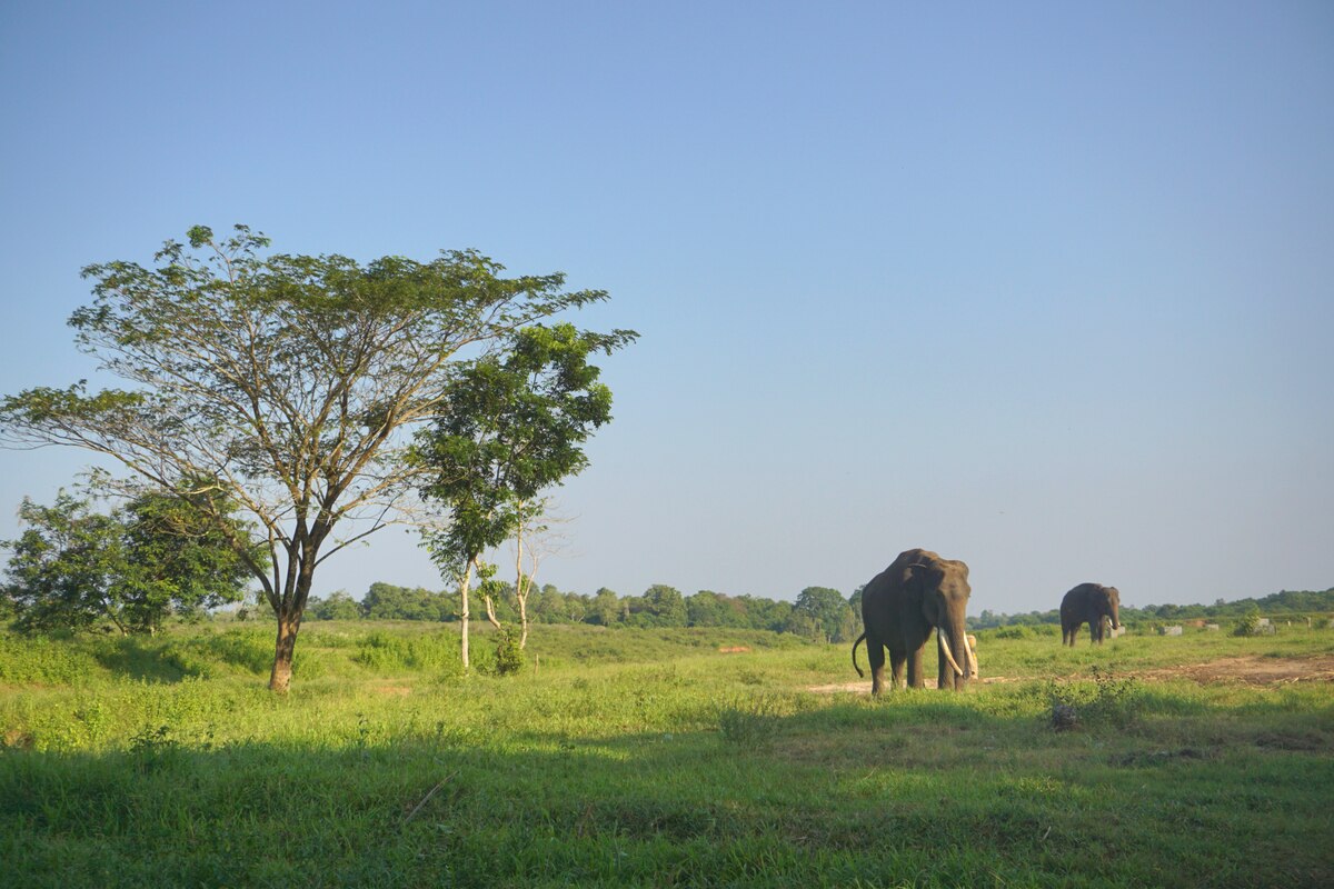 two Sumatran elephant at Way Kambas National Park Lampung