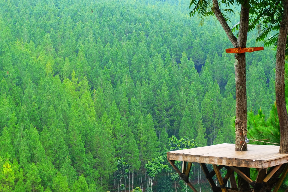 Beautiful Pine Forests in Tropical Indonesia