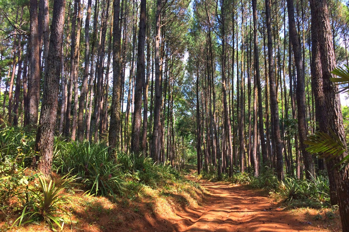 Beautiful Pine Forests in Tropical Indonesia