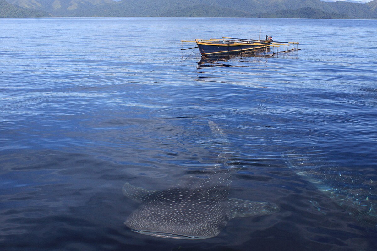 whale shark under the waters as a boat float at Cenderawasih Bay
