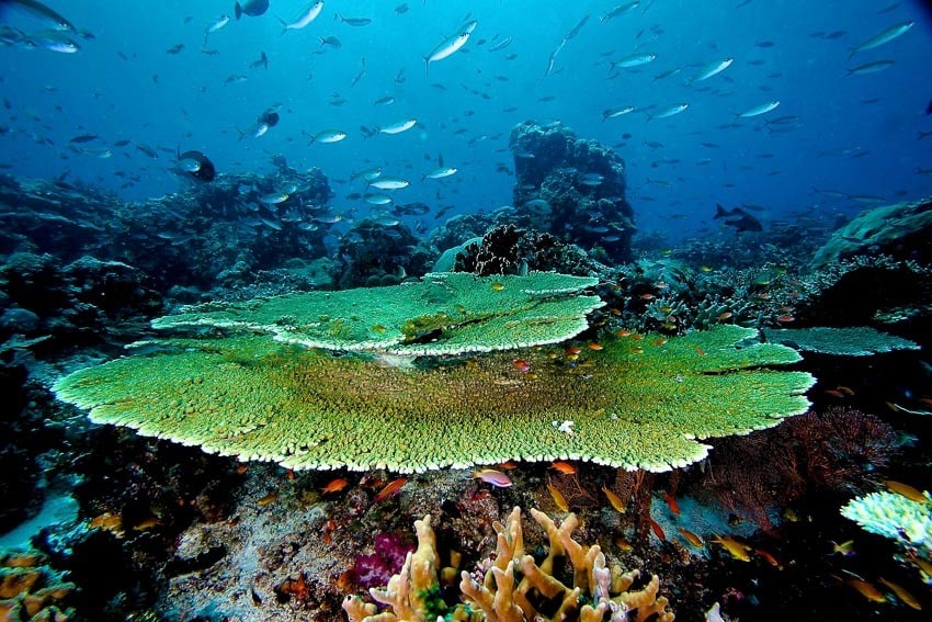 Kofiau Island: Coral Diversity Wonderland