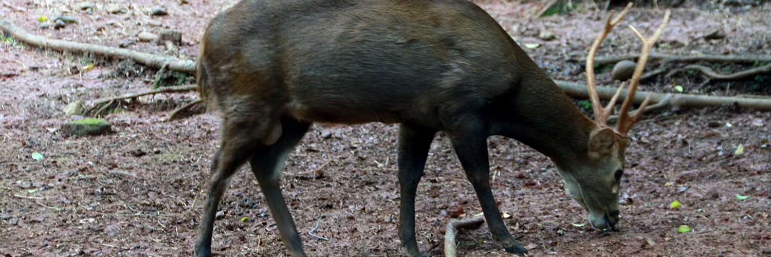 Bawean Deer, Indonesia’s Agile yet Endangered Pride