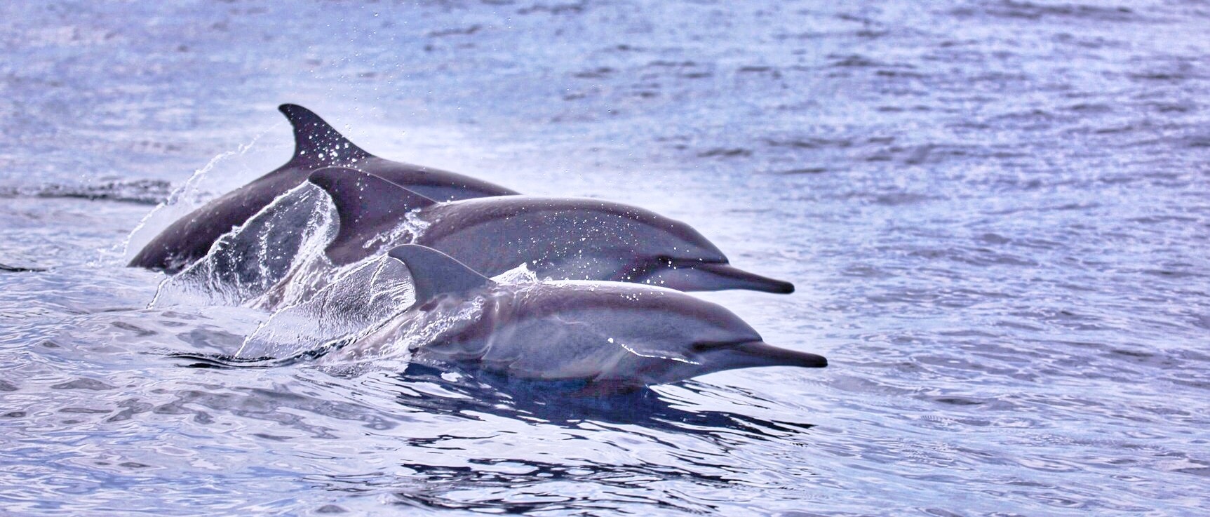 Kiluan Bay: Dolphins and Natural Beauty