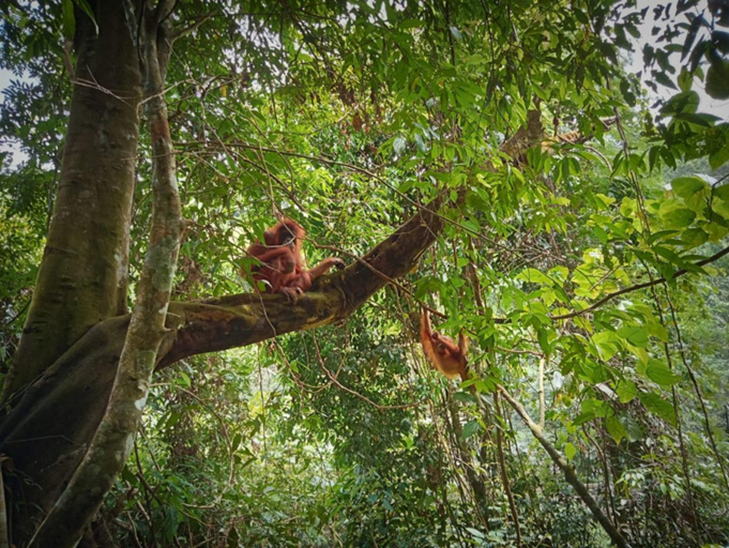 Bukit Lawang