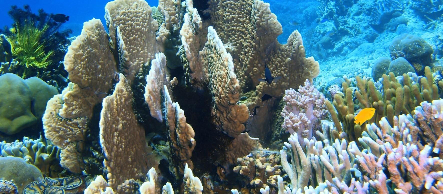 The Latest Status of the Evacuation Process for Tourists Following the Eruption of Mount Lewotobi