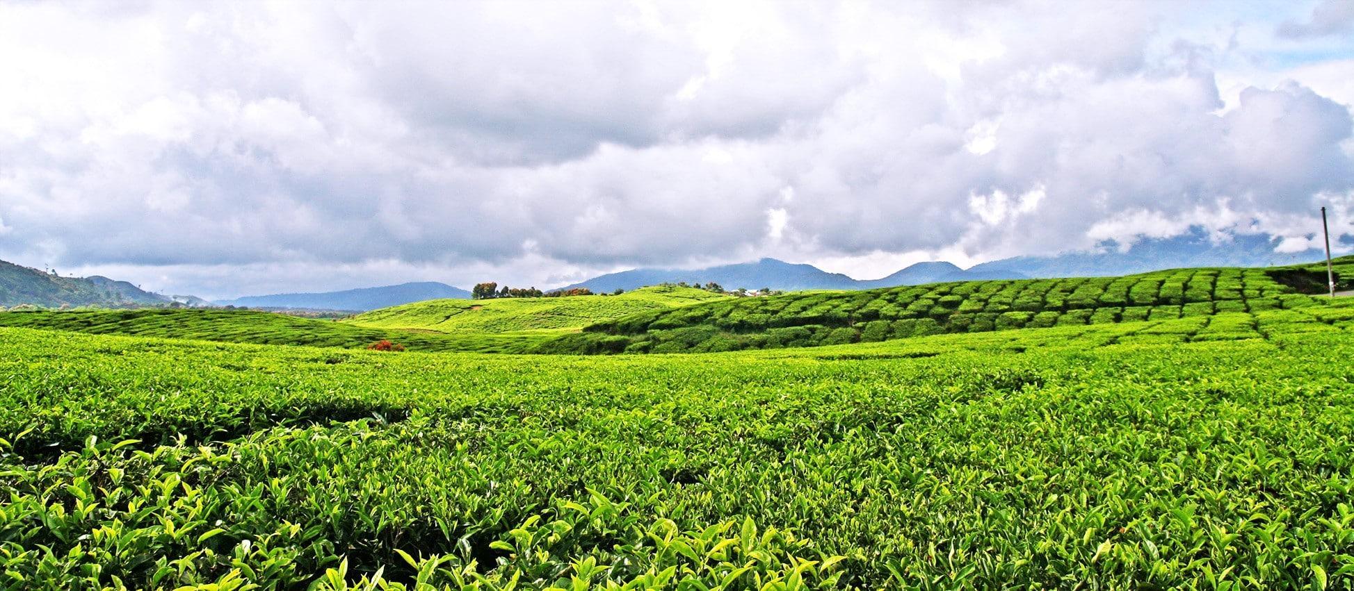 Kayu Aro Tea Plantation of Jambi