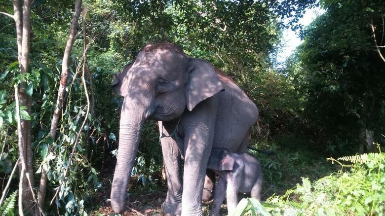The Latest Status of the Evacuation Process for Tourists Following the Eruption of Mount Lewotobi