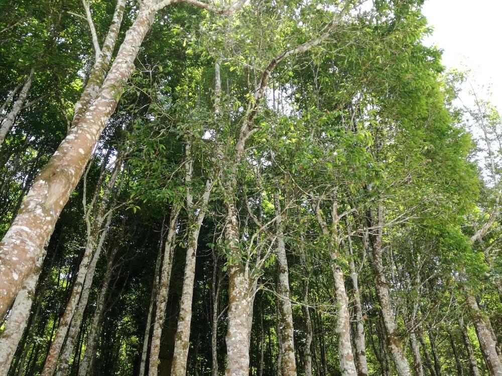 Pohon Gaharu, Tanaman yang Tumbuh Subur di TImur Indonesia