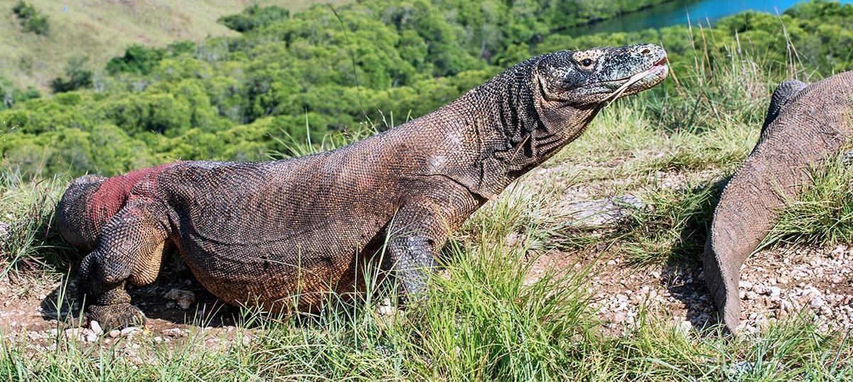 The Latest Status of the Evacuation Process for Tourists Following the Eruption of Mount Lewotobi