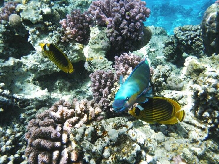 Diving Wakatobi(Kepulauan Tukangbesi)