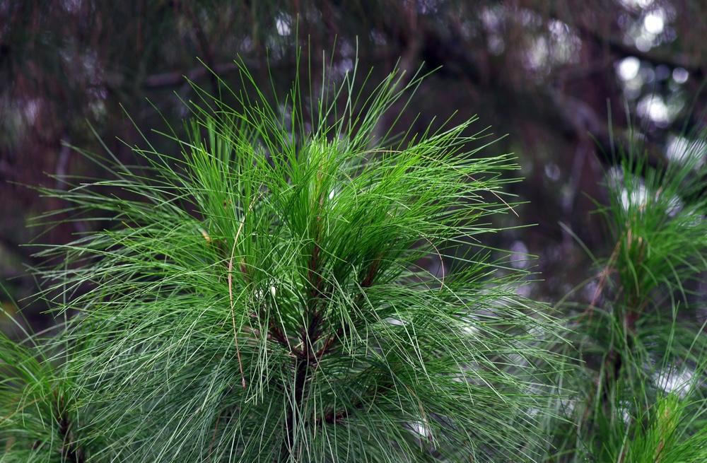 Tusam Sumatra, Pohon Pinus Endemik yang Megah dan Dilindung