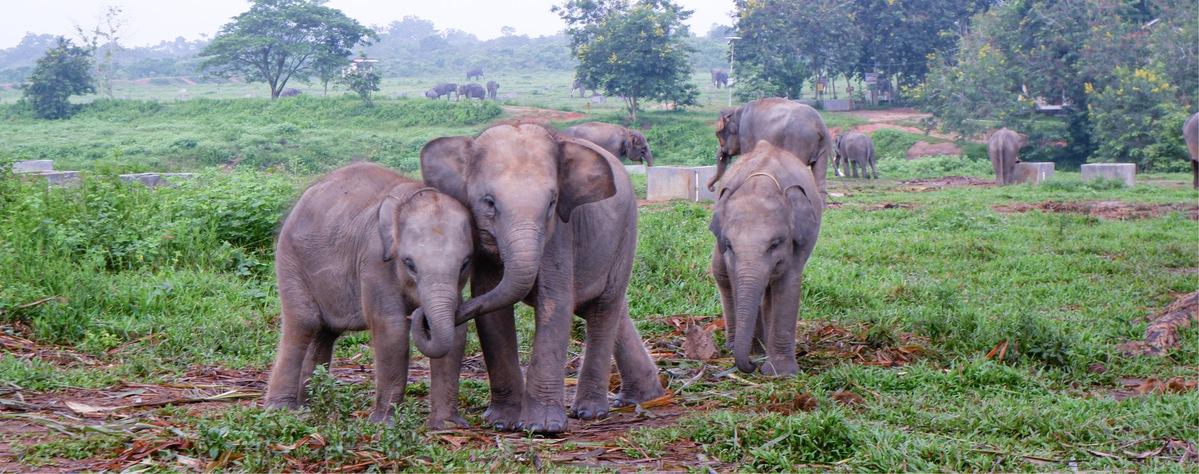Way Kambas National Park (WKNP)