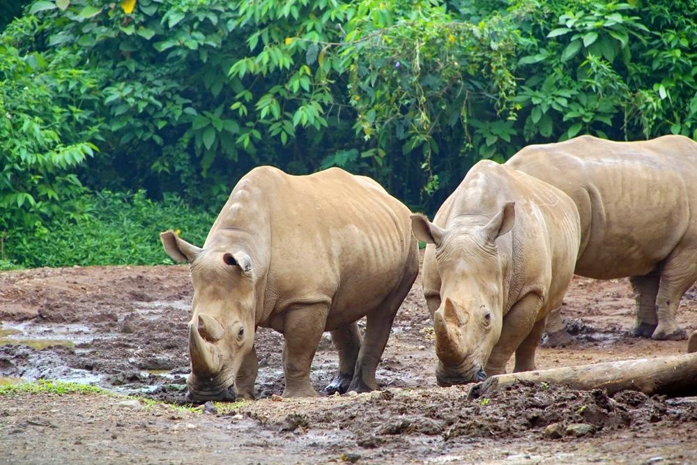 Badak Sumatera, Satwa Langka yang Terancam Punah