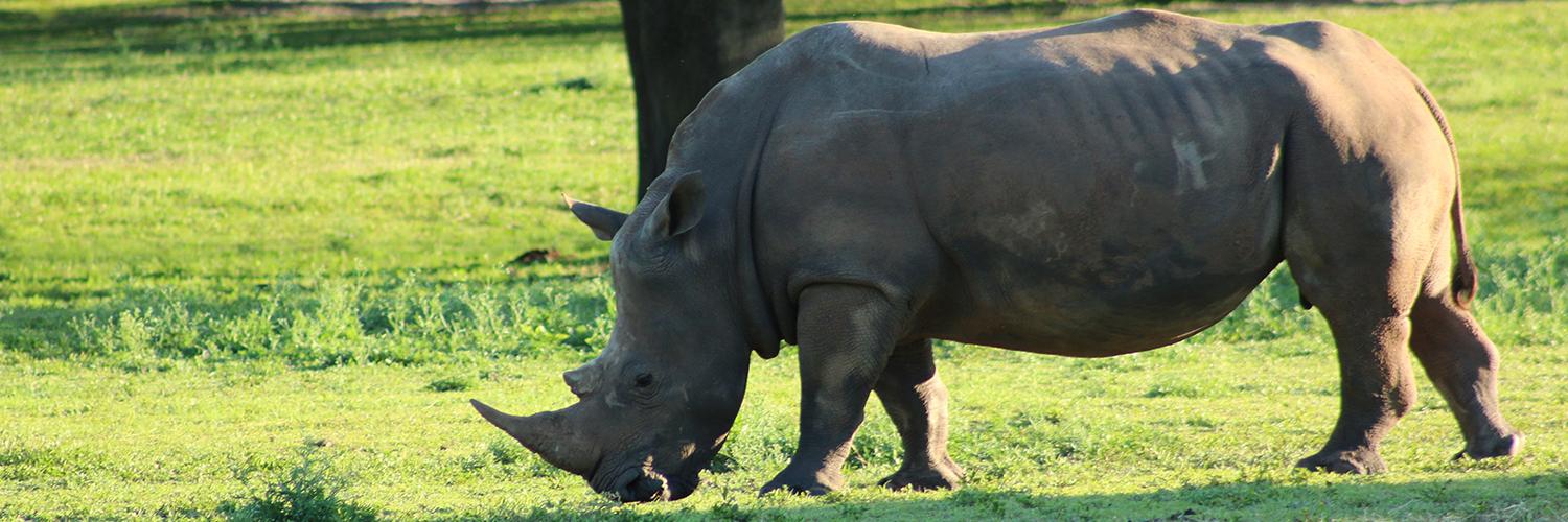 Javan Rhinoceros