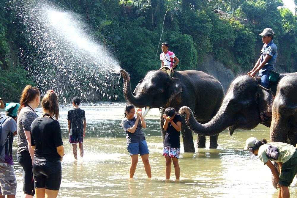 Ekowisata Tangkahan, Surga Tersembunyi di Hutan Sumatra
