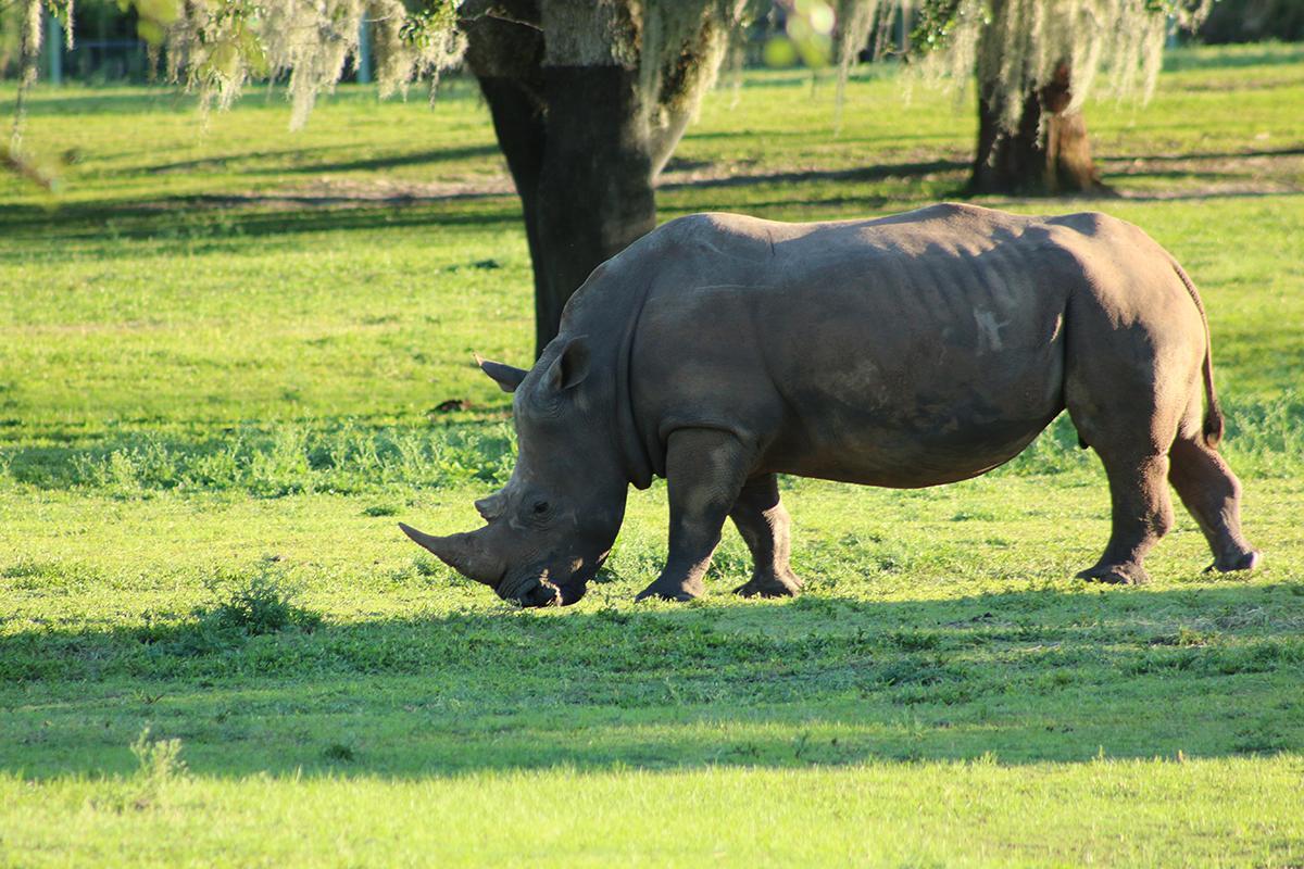 taman nasional ujung kulon - javan rhinoceros the mighty icon of western indonesia