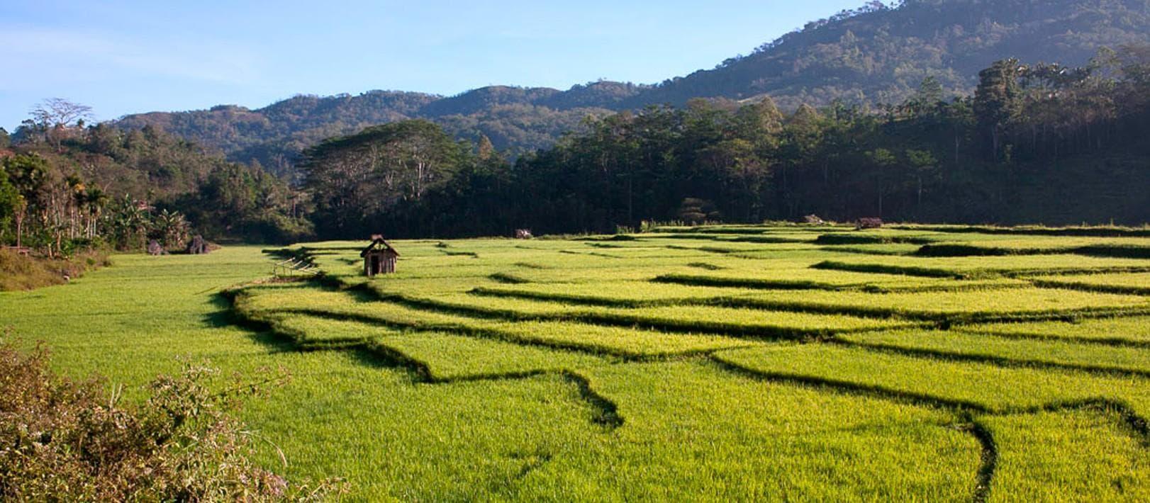 Maisons d'hôtes sur les fascinantes îles de FLORES, SUMBA et TIMOR