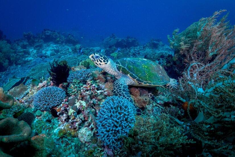 Diving Komodo Island