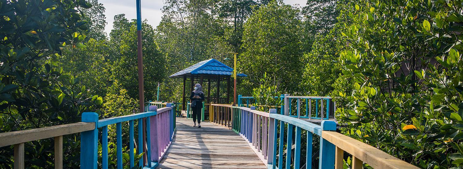 5 Aktivitas Seru di Taman Wisata Hutan Mangrove Klawalu, Primadona Baru Sorong, Papua Barat