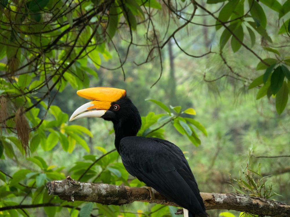 Keunikan Burung Rangkong Badak dan Habitat Aslinya