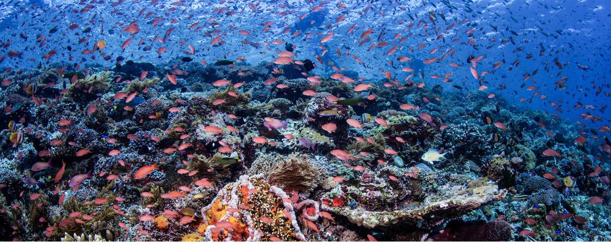 在东部-弗洛雷斯最末端的迷人阿洛群岛