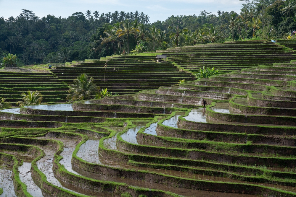 Subak, UNESCO World Heritage Preserving Bali’s Harmony
