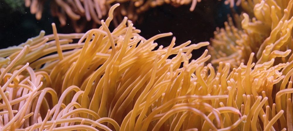Alor, Indonesia's Anemone Valley