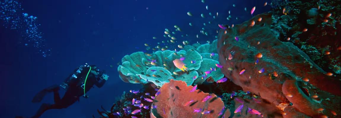 Discover the Enchanting Eco-Tourism at the Teluk Tomini Festival