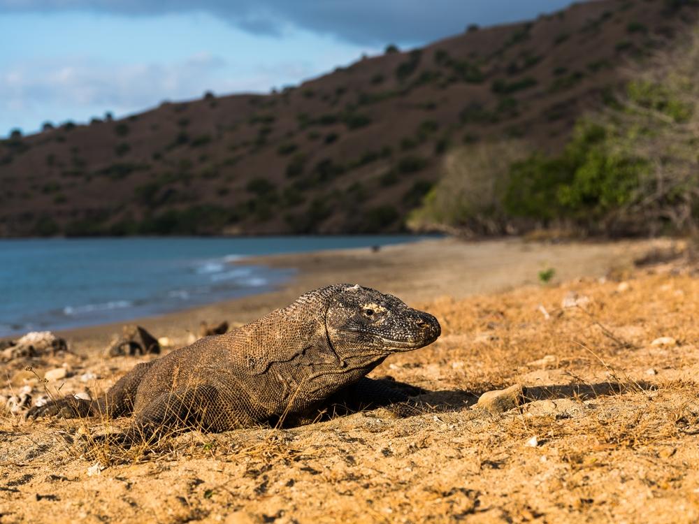 Loh Liang, Gerbang Utama Menuju Pulau Komodo