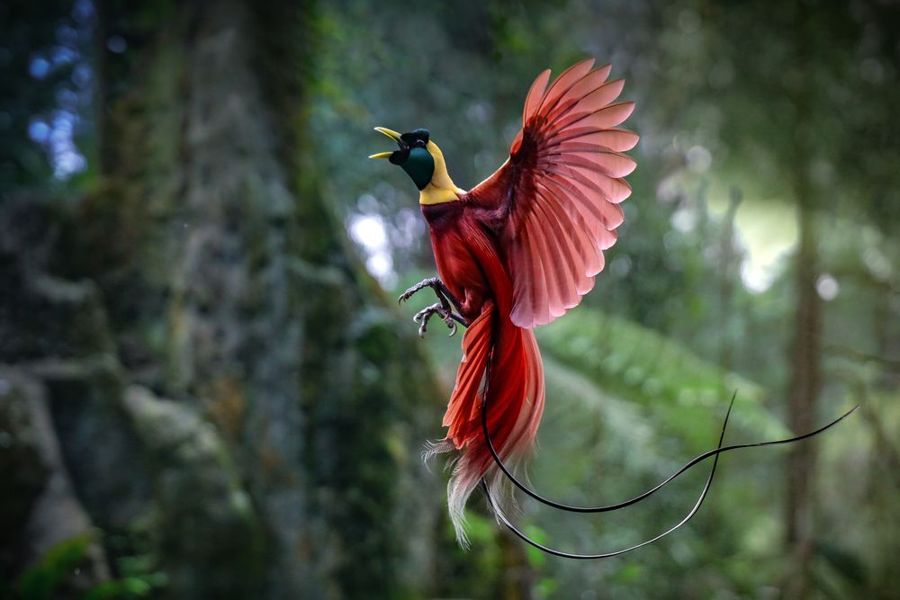 Burung Cendrawasih: Keindahan Papua Barat yang Legendaris