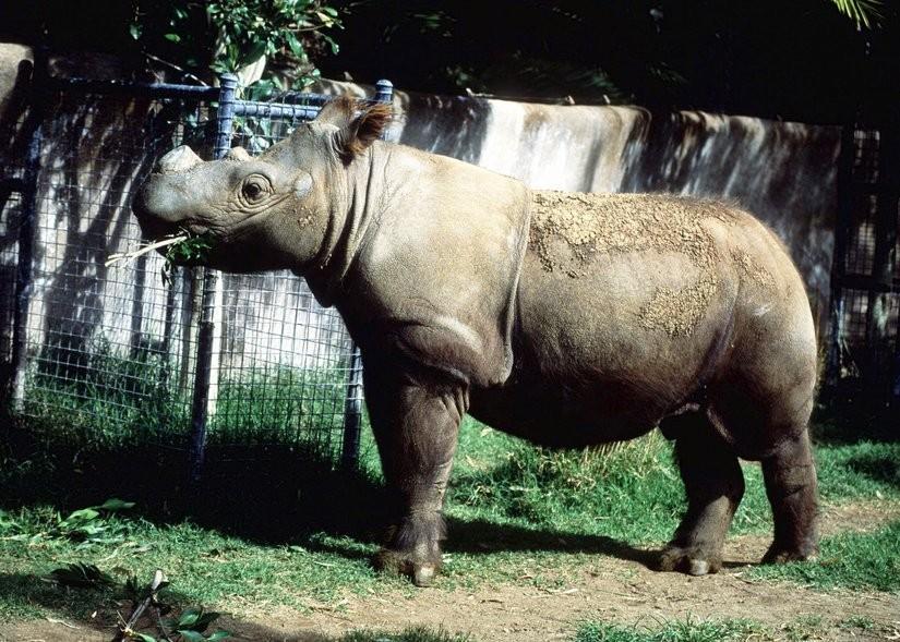 The Latest Status of the Evacuation Process for Tourists Following the Eruption of Mount Lewotobi