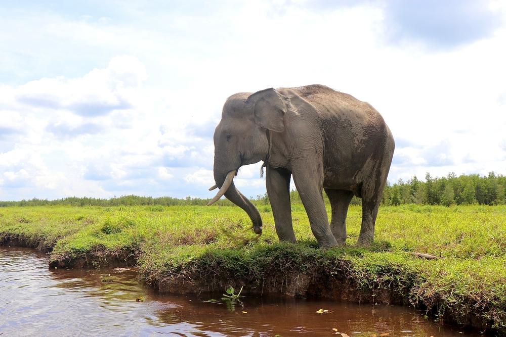 Gajah Sumatera, Satwa Langka yang Perlu Dilestarikan